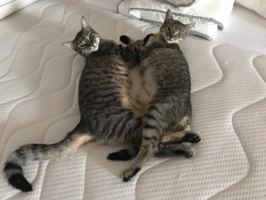 chip voor een kat: niet verplicht, wél doen!