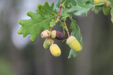 Koliek door eikels