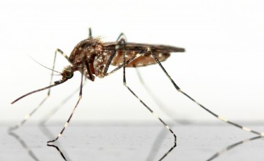 West Nijl virus gevonden in Nederland
