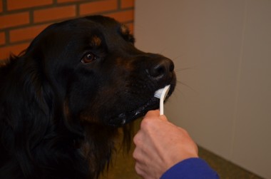 Maand van de gebitscontrole 2016
