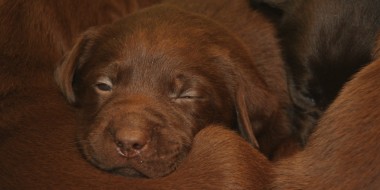Kamer wil dierenpaspoort voor puppy's