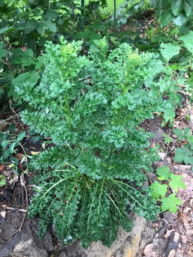 giftige planten voor paarden