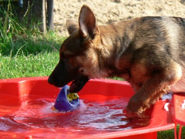 Oververhitting bij de hond