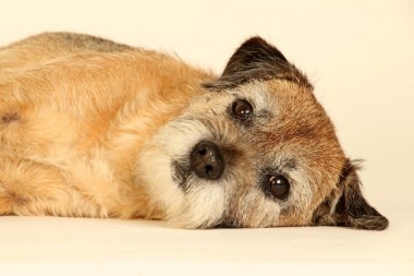 Lezing gedrag en communicatie hond