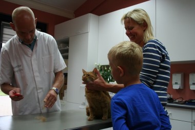 Veldstudie: teken bij de kat