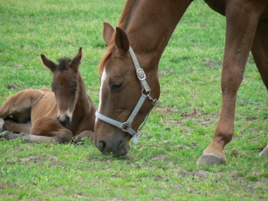  Rhinopneumonie – abortusuitbraak