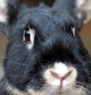 Landelijke sterfte onder konijnen door virusziekte VHD