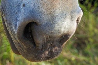 Rhinopneumonie uitbraak