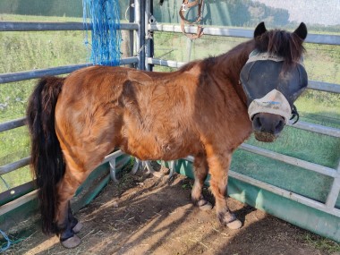 50% korting op ACTH-test bij paarden
