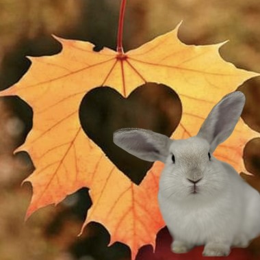 Zijn uw konijnen al herfst- en winterproof?