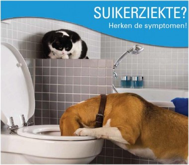 Thema november: diabetes bij de hond en kat
