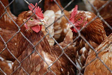 Ophokplicht voor commercieel gehouden vogels