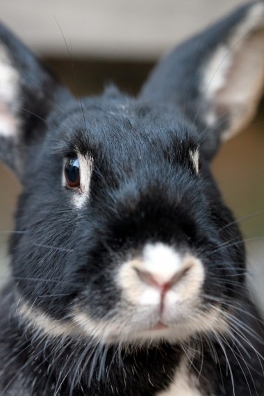 konijnen vaccinatie tegen  RHD2  -update-