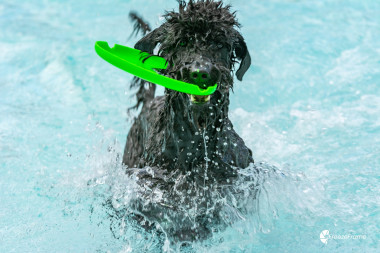 hondenzwemmen 2022