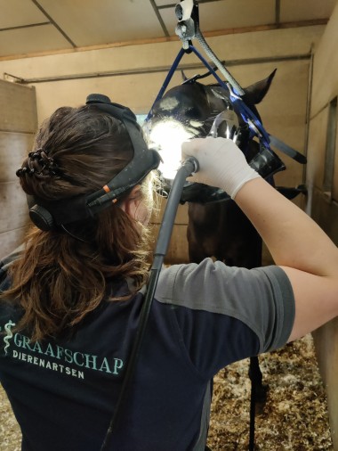 kortingsmiddagen tandheelkunde paard