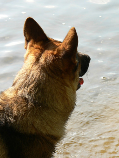 Houdt uw huisdier het hoofd ook koel in de zomer?