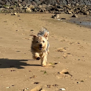 Zorgeloos met uw hond de zomer in!