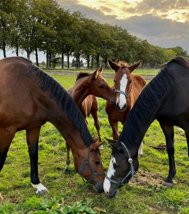 team paard staat dagelijks voor u klaar