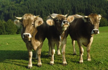 Een dagje boer
