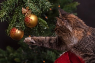 feestdagen: chocolade, kerstbomen en vuurwerk