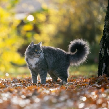 Herfstperikelen