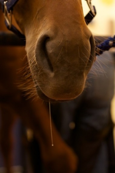 Kan mijn paard ook last hebben van zijn of haar maag?