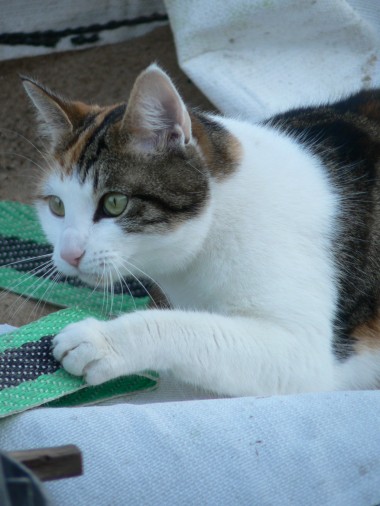 Lezing 26 november: Sproeien en onzindelijkheid bij de kat