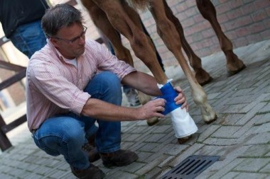 Workshop EHBO paard