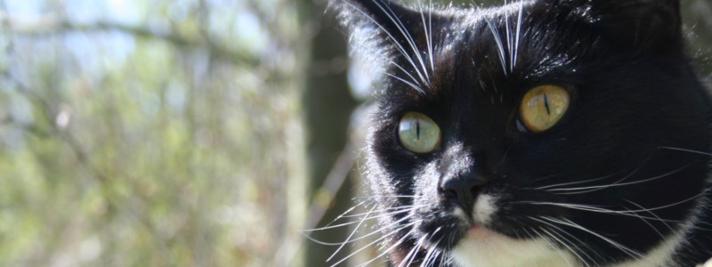 portemonnee reflecteren lobby Volwassen kat - De Graafschap Dierenartsen