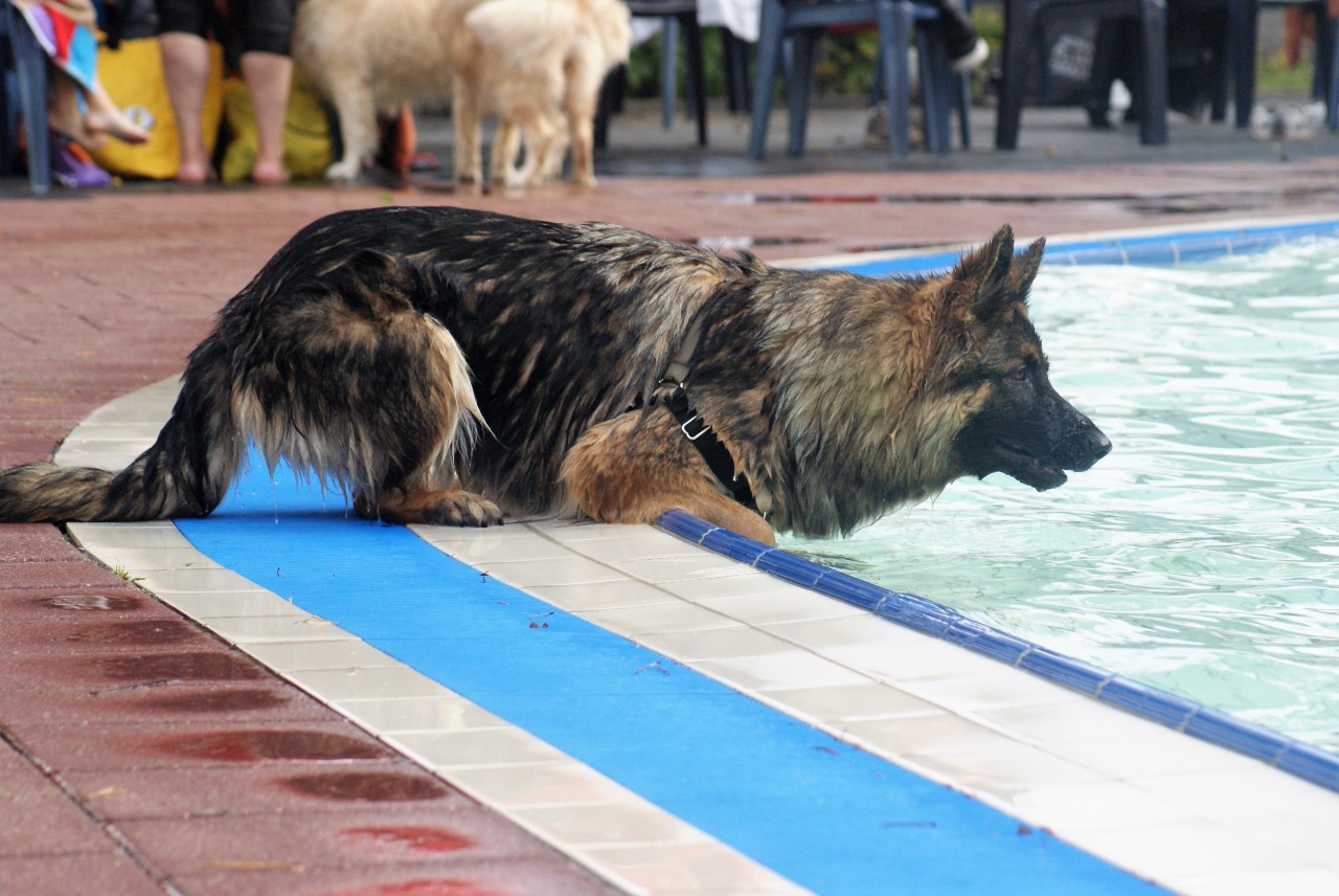 Baas hond zwemmen Vorden 17 september - De Graafschap ...