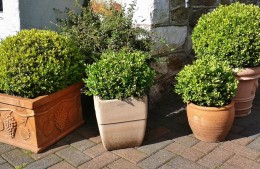 buxus