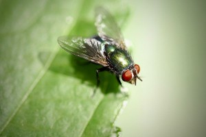 groene vlieg wikipedia