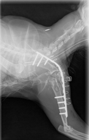 Röntgenfoto na operatie