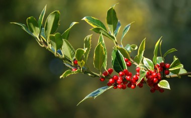 taxus, hulst en buxus